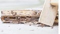 Cherry City Termite Removal Experts
